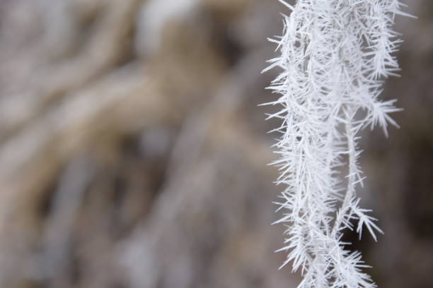 istock Beautiful winter nature. Frozen trees. 1303169424