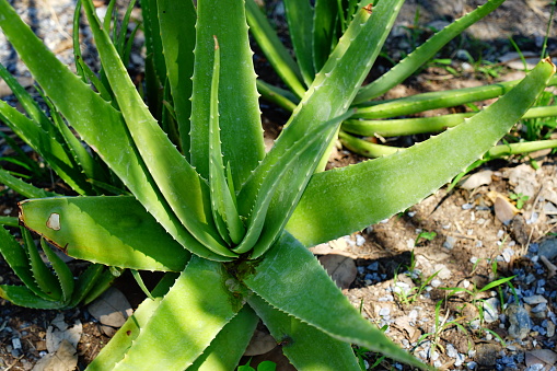 Plantation of medicinal aloe vera plant in the Canary Islands. Aloe Vera in farm garden in desert Furteventura. Growing Aloe vera in fertile volcanic soil, Fuerteventura Island, Spain.