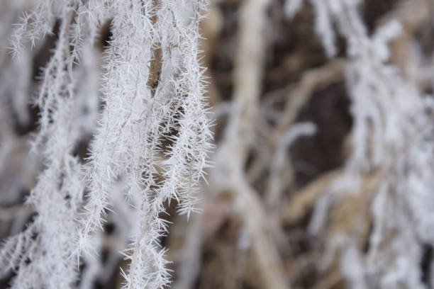 istock Beautiful winter nature. Frozen trees. 1303169494