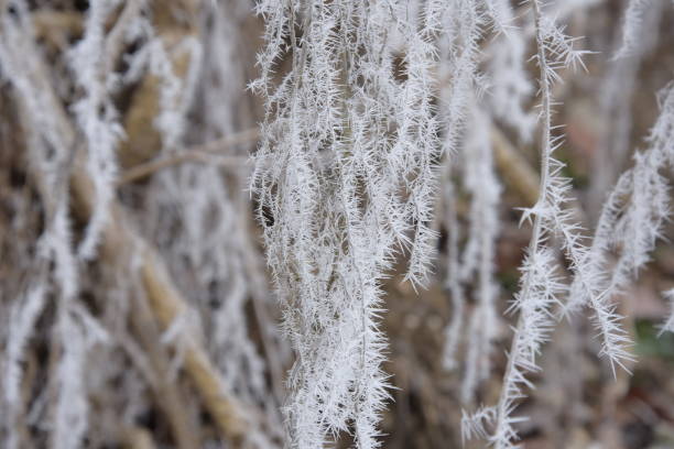 istock Beautiful winter nature. Frozen trees. 1303169679