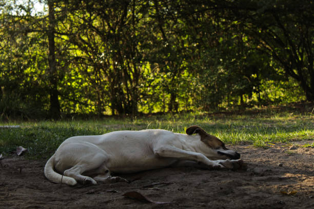 Picture about a dog in a summer day getting relaxed during a summer day