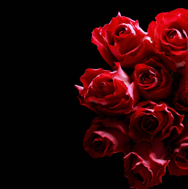 istock Beautiful red rose on black 1303170842