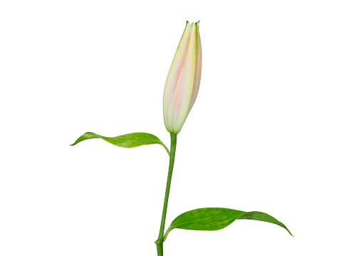 Closed pink lily with leaves