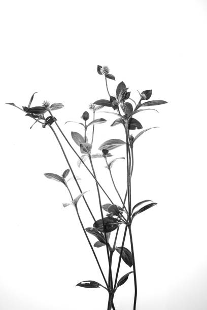 istock Gomphrena serrata,Photo for decoretions 1303171111