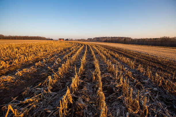 Red barn with a harvested cornfield in central Wisconsin Red barn with a harvested cornfield in central Wisconsin, horizontal field stubble stock pictures, royalty-free photos & images