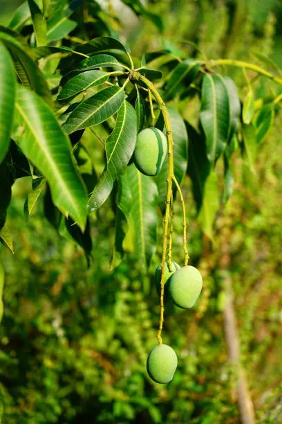 Photo of Small Mango fruits on tree