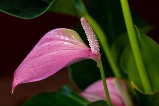 Portrait of pastel multicolor anthurium pandola flower. Photography of lively nature and wildlife.