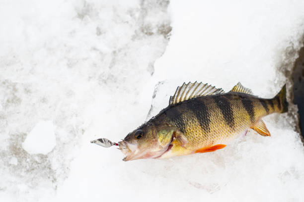 istock Nice catch on ice, perch fishing 1303173856