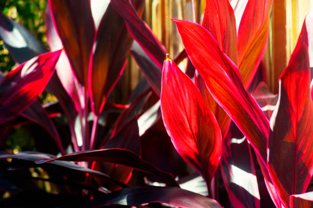 istock red foliage in garden 1303174913