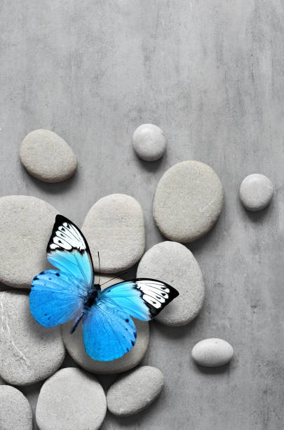 istock Flat lay composition with spa stones and butterfly on grey background. 1303175115