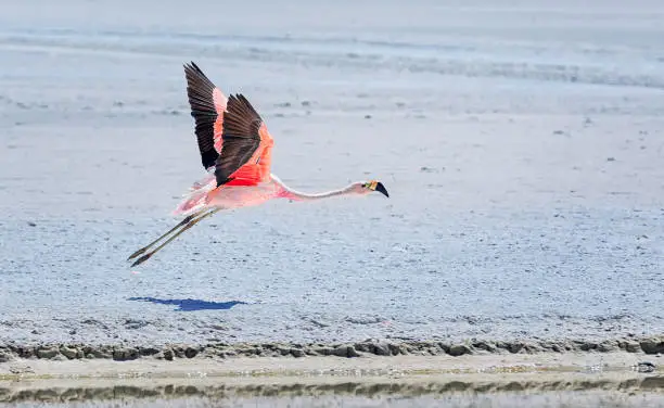 Andean flamingo flies over the dry salt surface of the lake. Laguna Honda, Bolivia