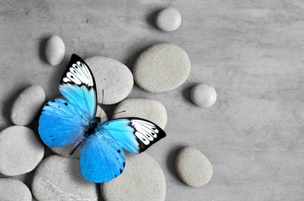 istock Flat lay composition with spa stones and butterfly on grey background. 1303175167