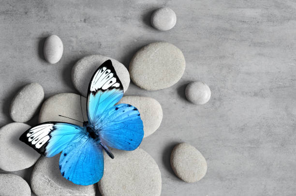 istock Flat lay composition with spa stones and butterfly on grey background. 1303175173