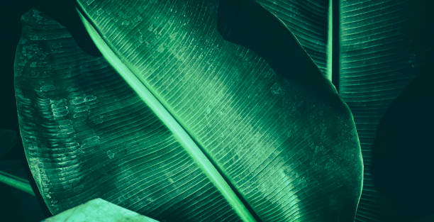 istock tropical banana leaf, dark green nature background 1303176463