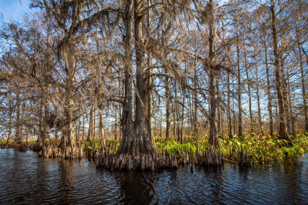istock Everglades Landscapes 1303176585