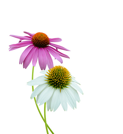 Two coneflower (echinacea purpurea) branch, isolated on white background