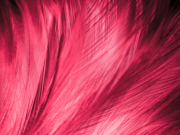 istock Beautiful abstract light pink feathers on white background,  white feather frame texture on pink pattern and pink background, love theme wallpaper and valentines day 1303177343