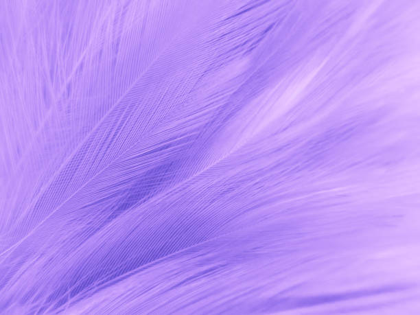 istock Beautiful abstract purple feathers on white background, black feather texture on dark pattern and purple background, colorful feather wallpaper, love theme, valentines day 1303177351