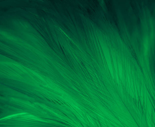 istock Beautiful abstract green feathers on black background, yellow feather texture on dark pattern,  green background, feather wallpaper, love theme, valentines day, dark texture 1303177352