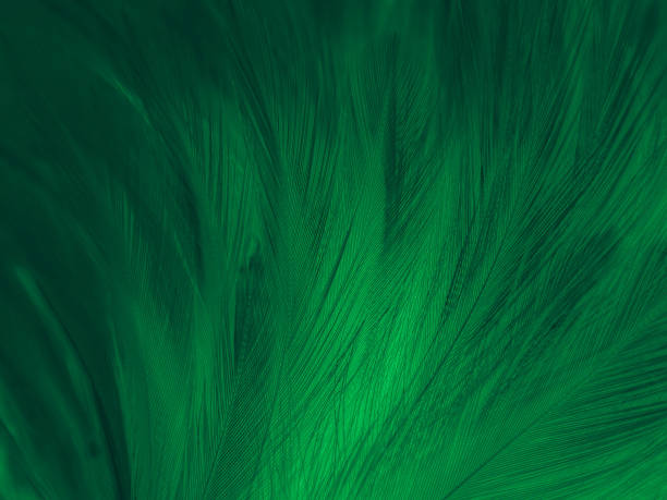 istock Beautiful abstract green feathers on black background, yellow feather texture on dark pattern,  green background, feather wallpaper, love theme, valentines day, dark texture 1303177364