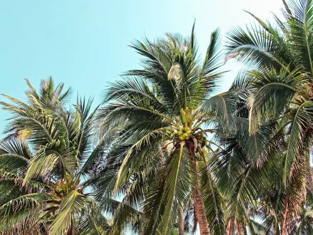 Low Angle View of Fresh Green Coconut Trees Against Clear Blue Sky