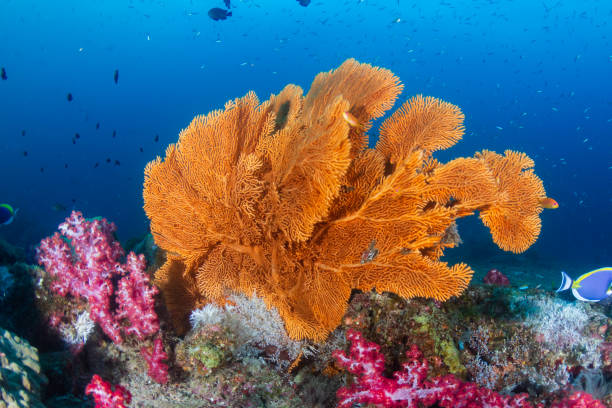 istock Delicate soft corals and colorful tropical fish on a warm water reef 1303178927