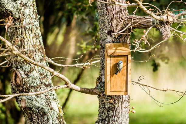 mésange bleue avec un brin de mimosa pour construire son nid - birdhouse photos et images de collection