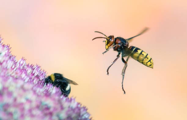 istock Hornet and bumble bee 1303180159
