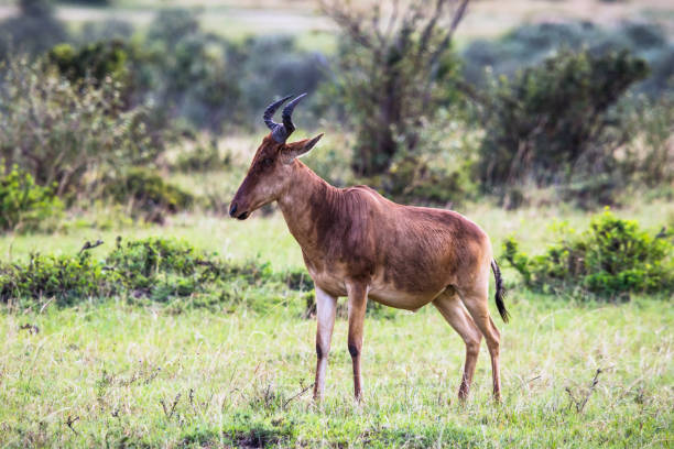 antílope topi, maasai mara - masai mara national reserve masai mara topi antelope fotografías e imágenes de stock