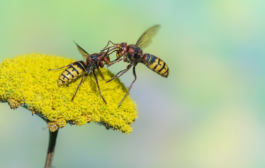 Two hornets,Eifel,Germany.\nPlease see more similar pictures of my Portfolio.\nThank you!