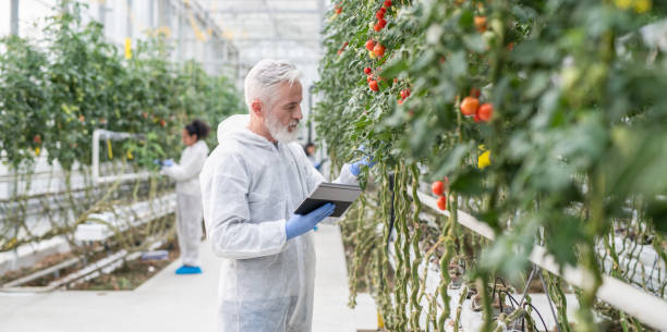 istock Group Of Scientists Taking Notes On Hydroponic Tomato Farm 1303182500