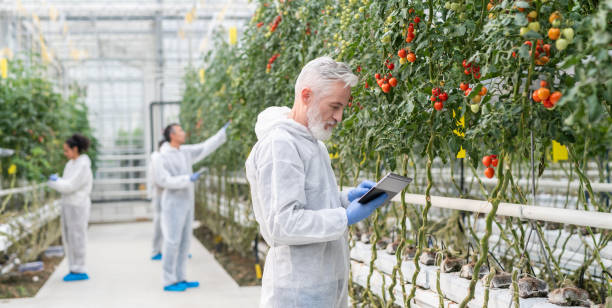Group Of Scientists Taking Notes On Hydroponic Tomato Farm Group of scientists in protective suit, conducts experiments on a plants on a farm, taking notes. genetically modified food stock pictures, royalty-free photos & images