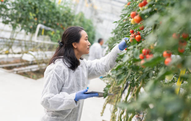 istock Group Of Scientists Taking Notes On Hydroponic Tomato Farm 1303182509
