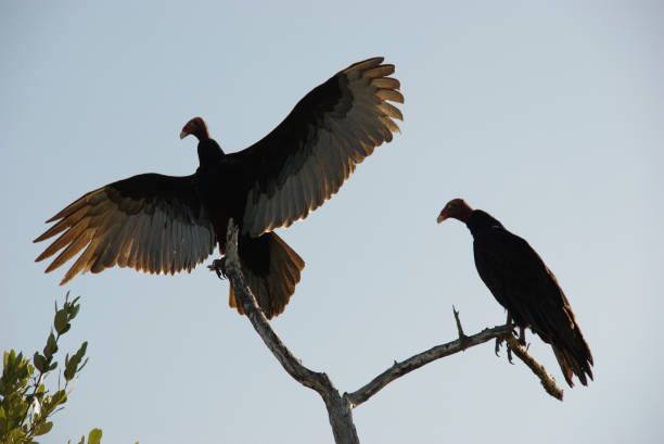 istock Turkey vulture. vulture sits on a branch 1303182783