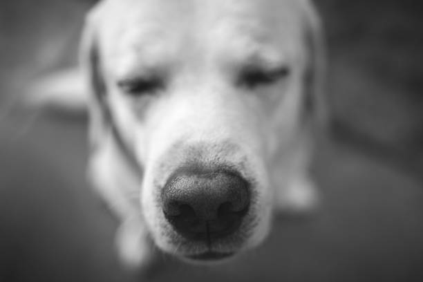 istock Close-up muzzle of a white Labrador Retriever. 1303182874