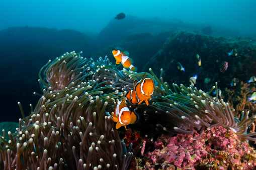 A family of cute Clownfish in their home anemone on a coral reef