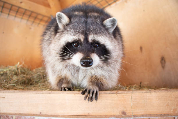 istock Raccoon at home 1303184805