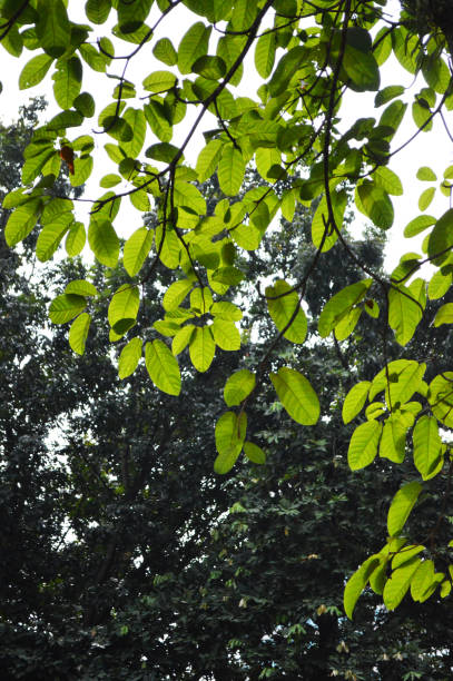 istock Beautiful green leaves in spring sky 1303185229