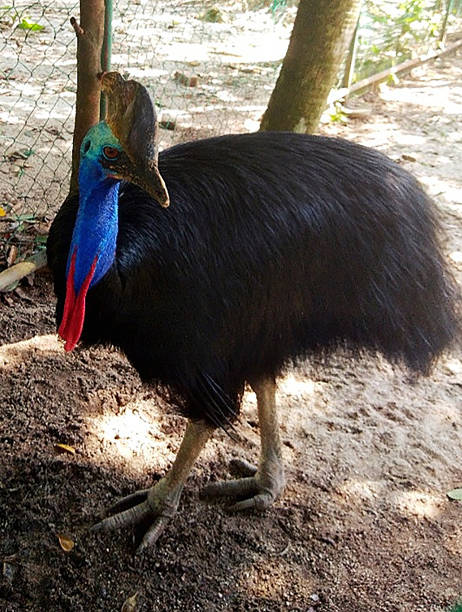 istock Beautiful Close up of a Cassowary 1303185469