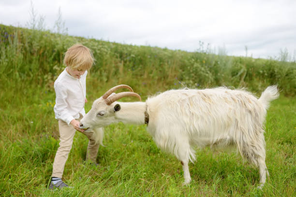 city child on holiday in the village. little boy feeding goat with an apple. kid having fun in farm with animals. - animals feeding animal child kid goat imagens e fotografias de stock