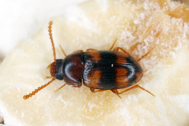 istock Alphitophagus bifasciatus Waste grain beetle - storage pest 1303187364