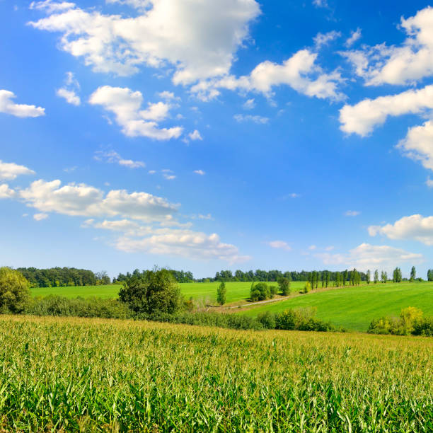 istock Corn field in the sunny and blue sky. Agricultural landscape. 1303187451