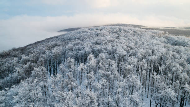 Photo of Winter forest after snowfall from above with clouds on the horizon