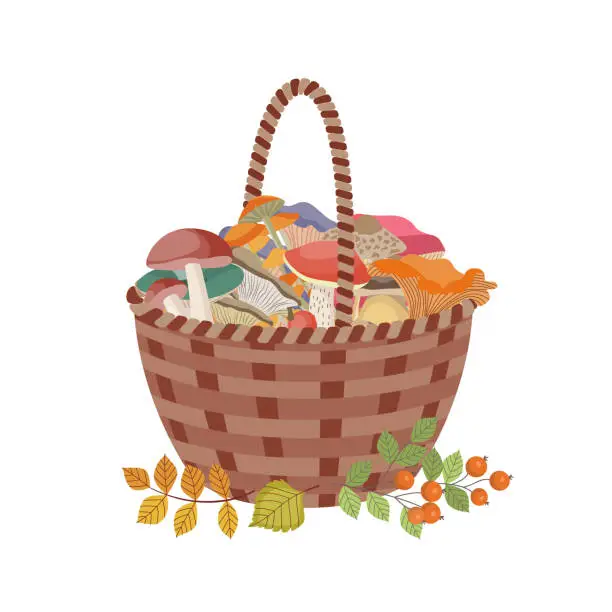 Vector illustration of Wicker basket full of autumn forest mushrooms flat vector illustration isolated.