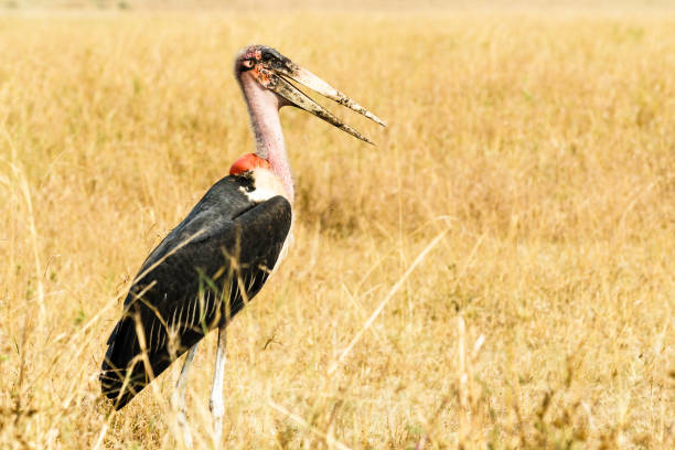 Portrait of a Marabou stork (Leptoptilos Crumenifer) with beak open and a blurred background of brown grass in Maasai Mara national reserve, Kenya