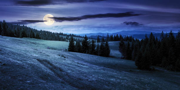 istock coniferous forests in mountains at night 1303190492