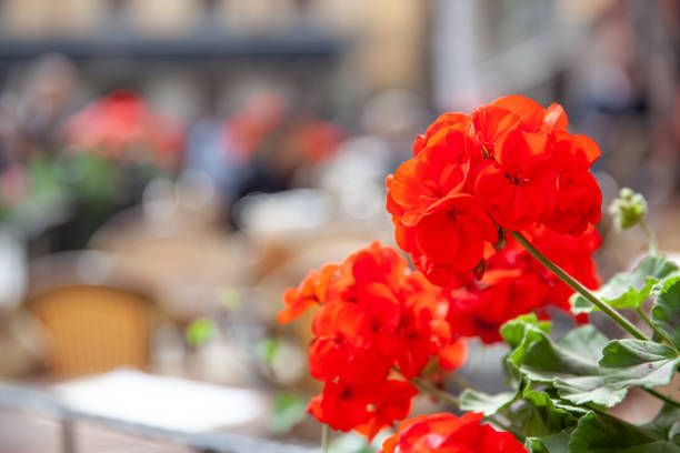 Red geranium flowers close-up and open-air cafe on Stortorget square in Stockholm out of focus in the backgraund, Sweden. Urban scene. Shallow DOF!