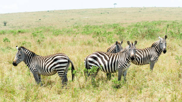 istock Zebras in Masai Mara, Kenya 1303191542