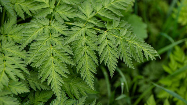istock Green foliage of fresh plants. 1303191875