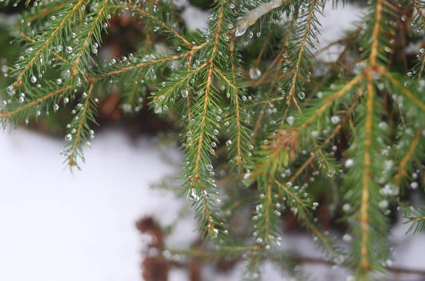 istock The spruce branch covered with drops 1303192674